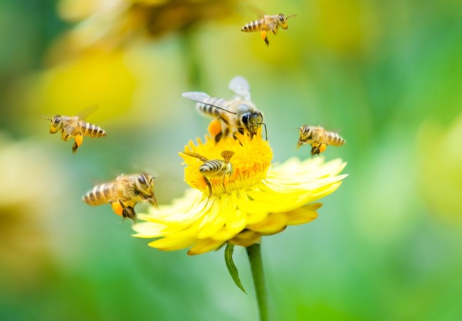 Crucial Role of Pollinators